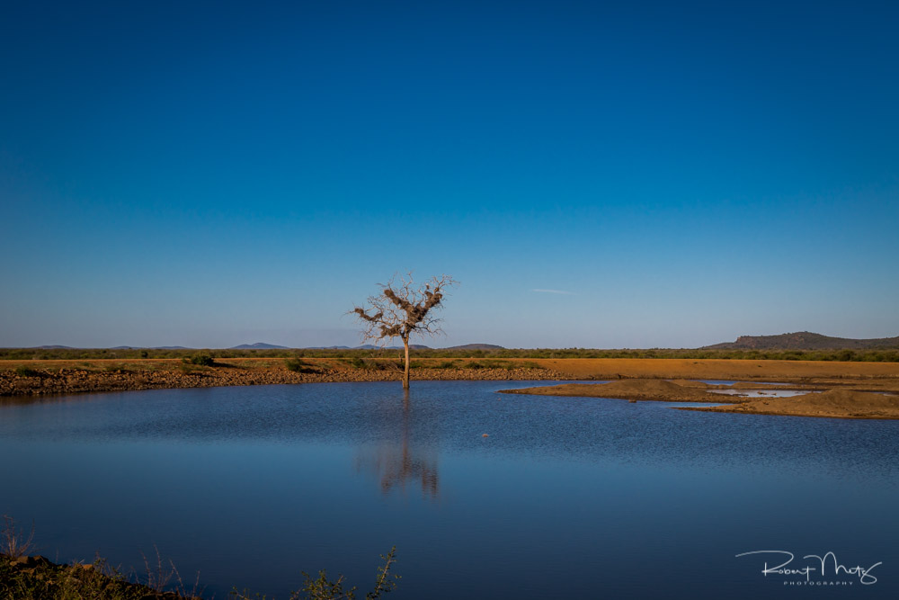 Deep Blue von Robert Metz | Madikwe, Südafrika