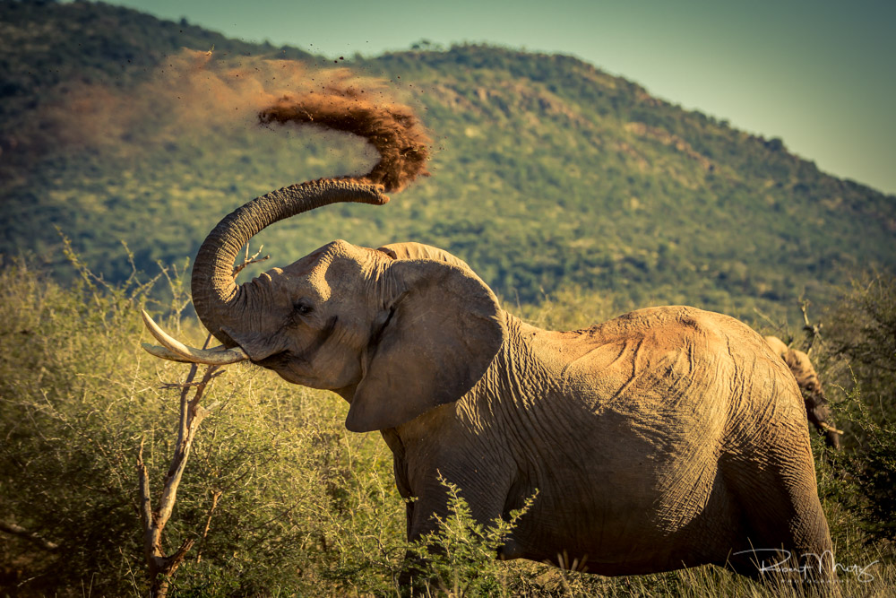 Elefant von Robert Metz | Madikwe, Südafrika