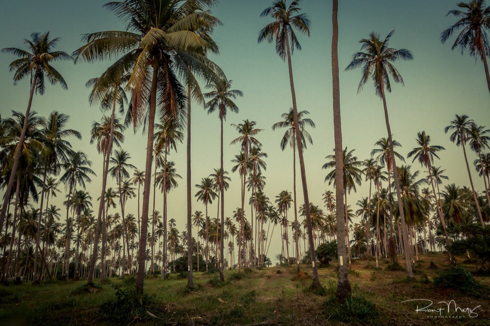Palmen von Robert Metz | Ko Kut, Thailand